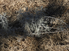 Senecio viravira