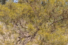Acacia chisholmii