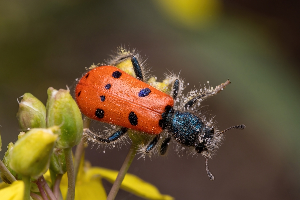 Trichodes octopunctatus
