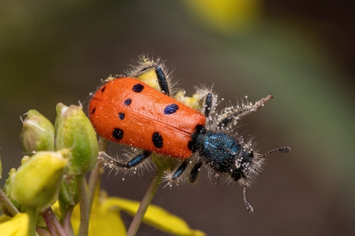 Trichodes octopunctatus (Fabricius, 1787)