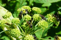 Dolichovespula arctica