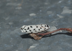 Ethmia hiramella