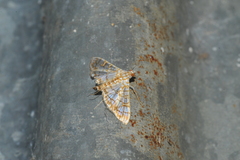 Synclera jarbusalis