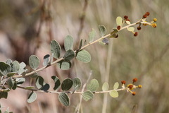 Acacia retivenea