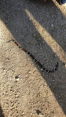 Micrurus pyrrhocryptus