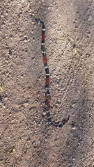 Micrurus pyrrhocryptus