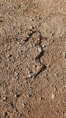 Micrurus pyrrhocryptus