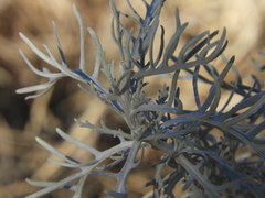 Senecio viravira
