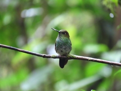 Haplophaedia aureliae