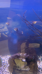 Gymnocorymbus ternetzi