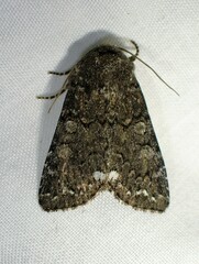 Melanchra pulverulenta