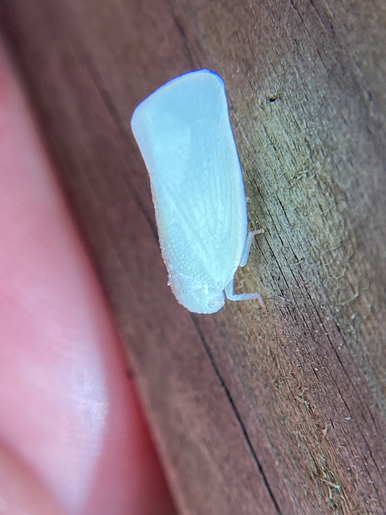 Northern Flatid Planthopper from Moody Bridge Rd, Hadley, MA, US on