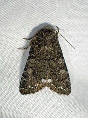 Melanchra pulverulenta