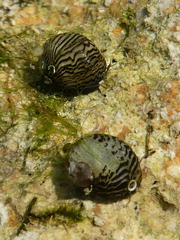 Theodoxus danubialis