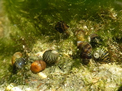 Theodoxus danubialis