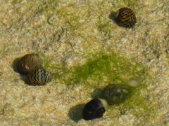 Theodoxus danubialis