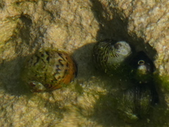 Theodoxus danubialis