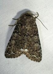 Melanchra pulverulenta