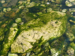 Theodoxus danubialis