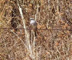 Ochthoeca leucophrys