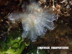 Clavelina oblonga