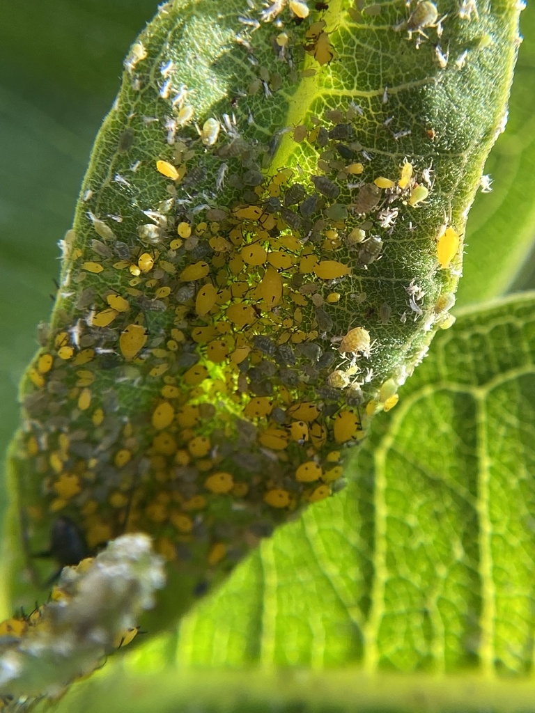 Oleander Aphid from Moody Bridge Rd, Hadley, MA, US on July 26, 2022 at ...