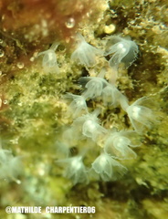 Phoronis