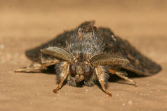 Dasychira grisefacta