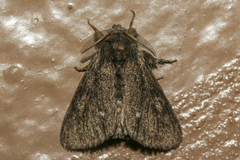 Dasychira grisefacta