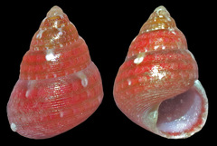 Cantharidus sendersi