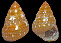 Cantharidus sendersi