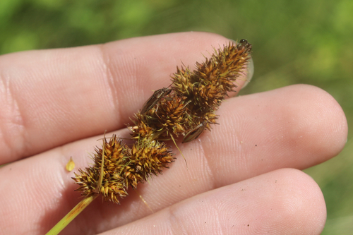 Image of Carex annectens by (c) Alex Karasoulos, some rights reserved (CC BY)