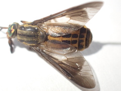 Chrysops aberrans