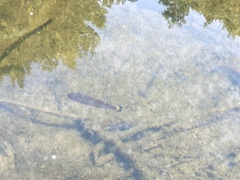Micropterus dolomieu