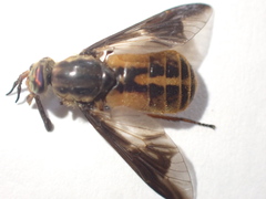 Chrysops indus