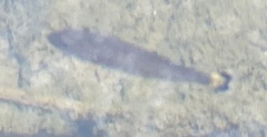 Micropterus dolomieu