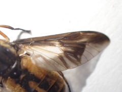 Chrysops indus