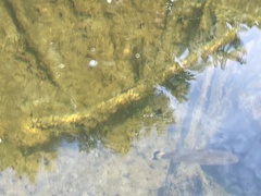 Micropterus dolomieu