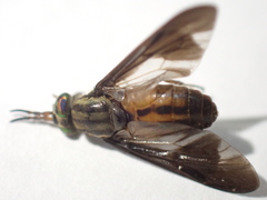Chrysops moechus