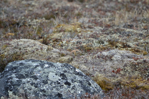 Northern Red-backed Vole, Keewatin Region, NU, Canada, photo 6 of 10