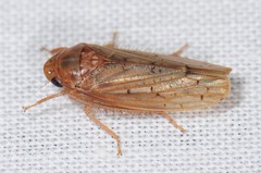 Ponana rubida
