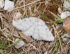 Charissa glaucinaria