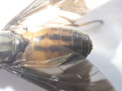 Chrysops moechus