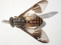 Chrysops montanus