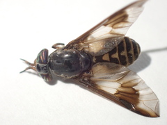 Chrysops sackeni