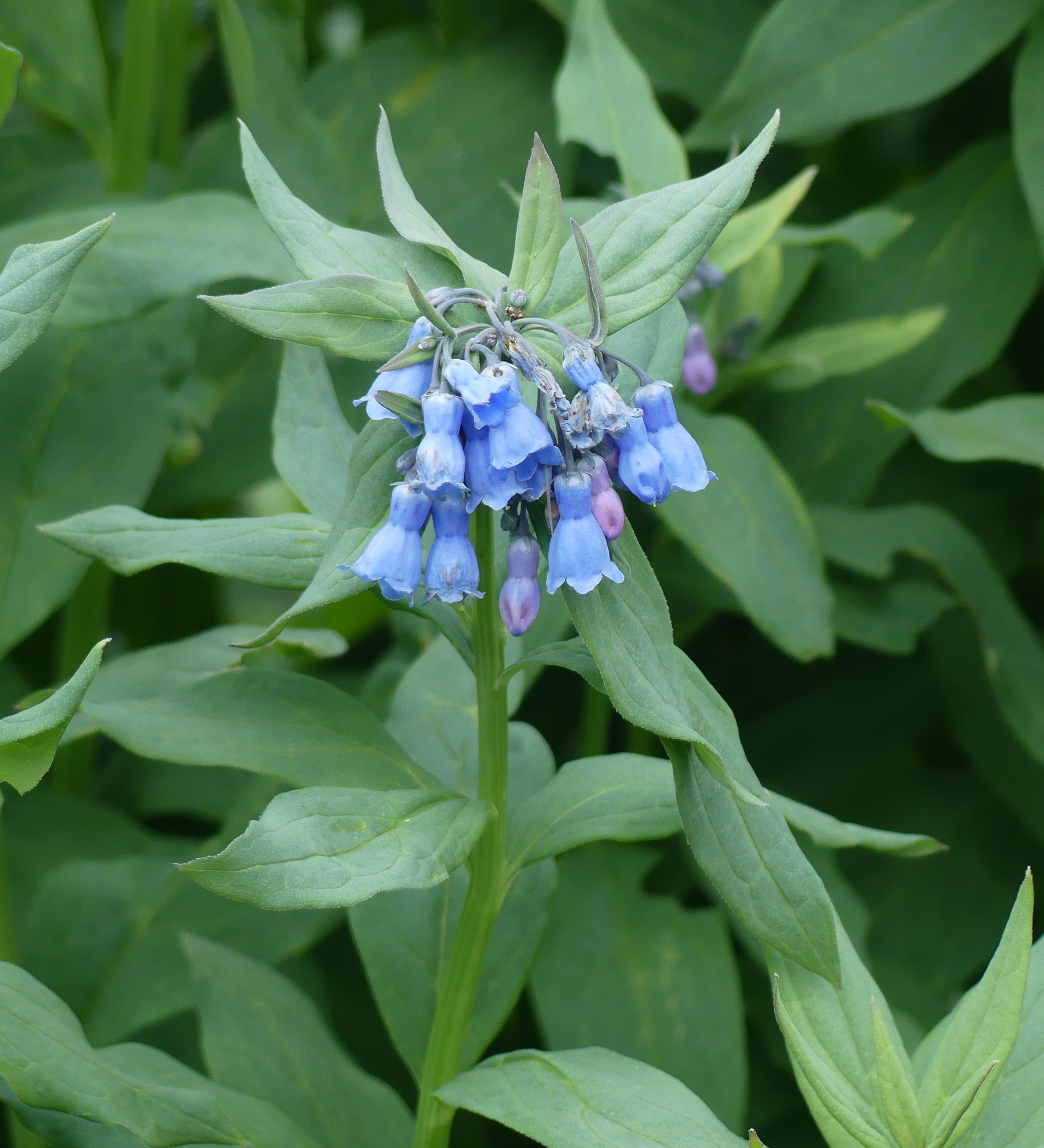 Mertensia ciliata