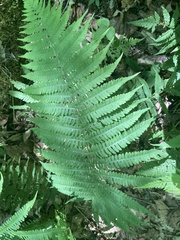 Deparia acrostichoides