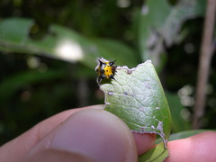 Phoroncidia aurata