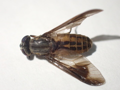 Chrysops striatus