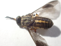 Chrysops univittatus